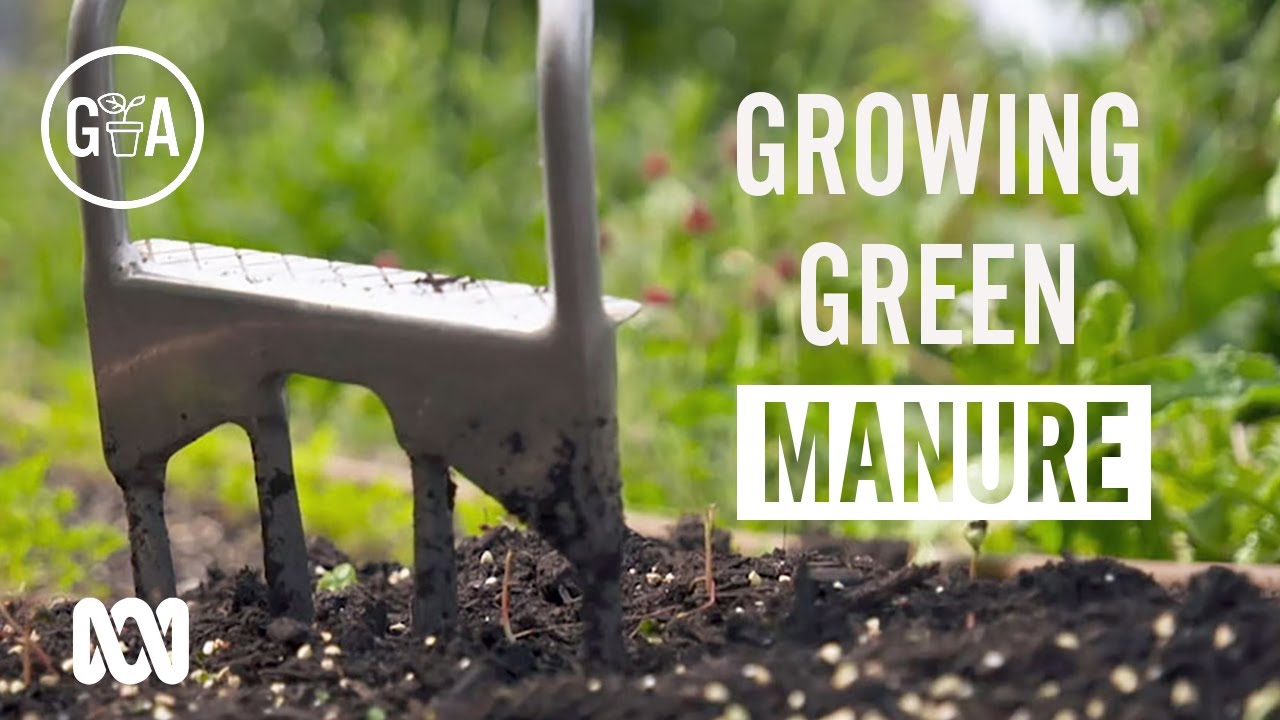 How to Grow Green Manure | Gardening 101 | Gardening Australia