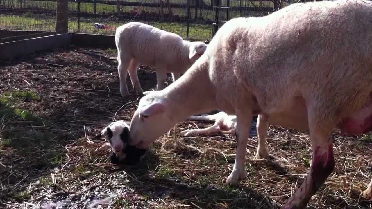 Katahdin Sheep lambing