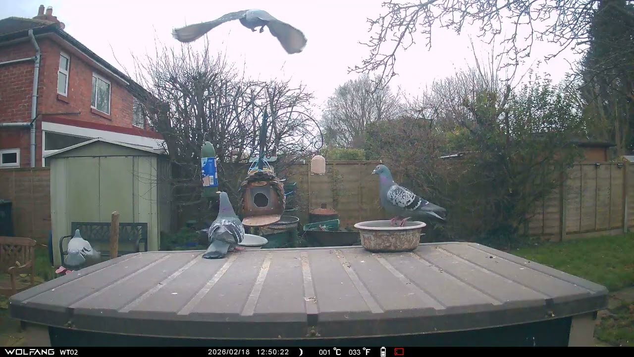 Pigeons scrapping Sparrow