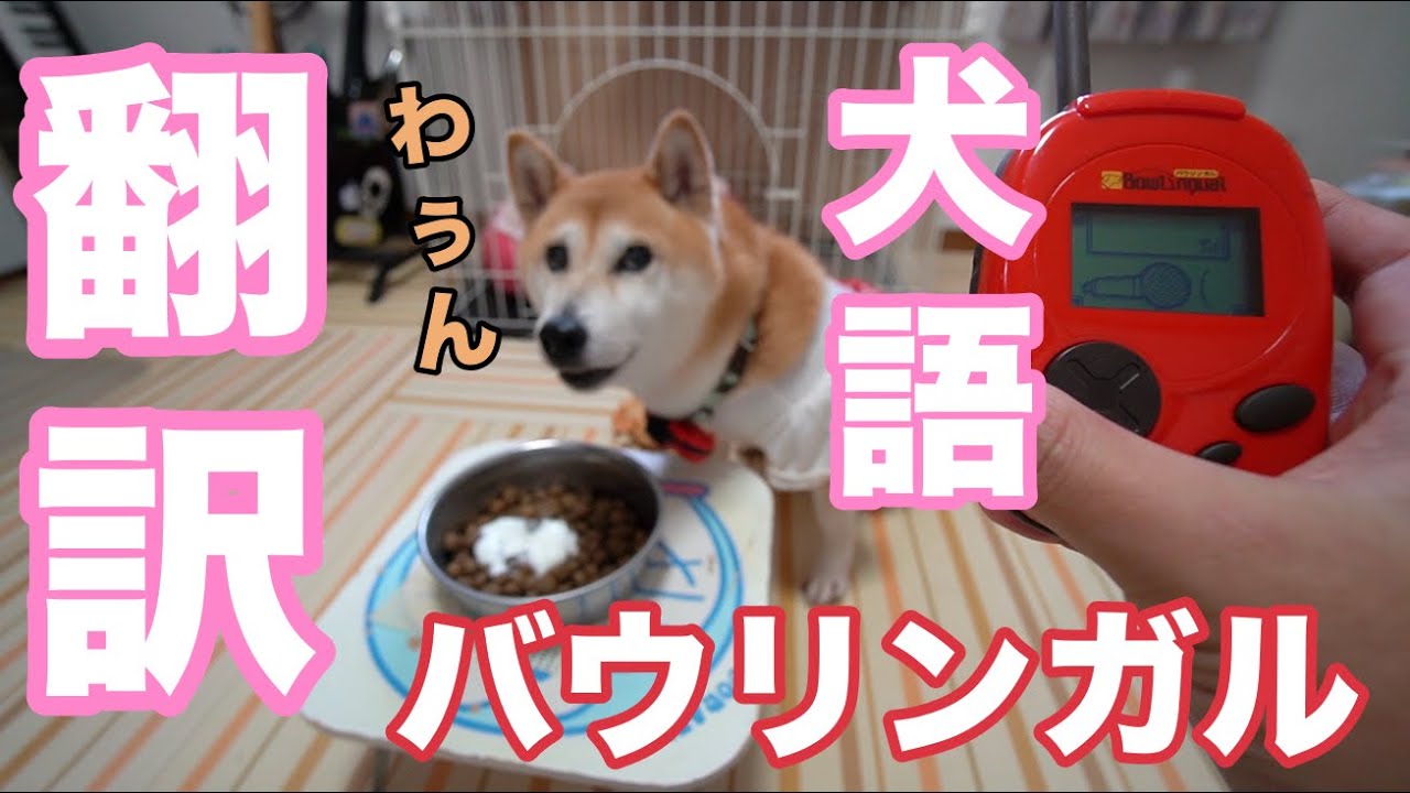 柴犬小春　【笑！】バウリンガルで翻訳したらドンピシャすぎた