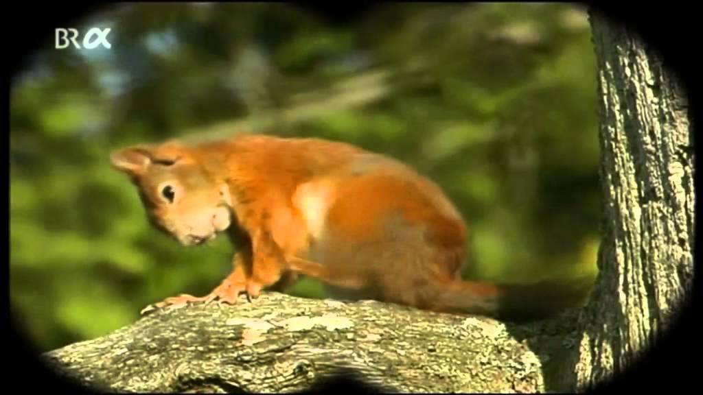 Lebensgem. Wald Nahrungsbeziehungen Stoffkreislaeufe