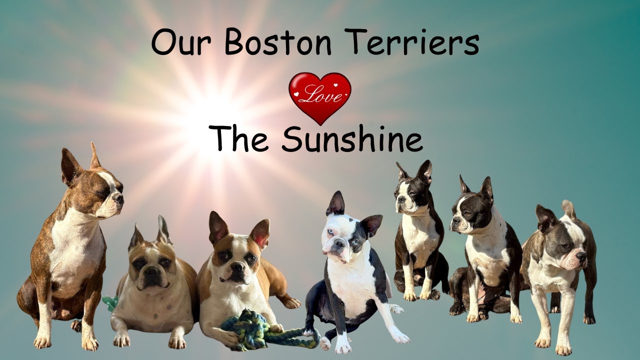 Boston Terriers and Sunshine: A Match Made in Heaven ❤️🌞