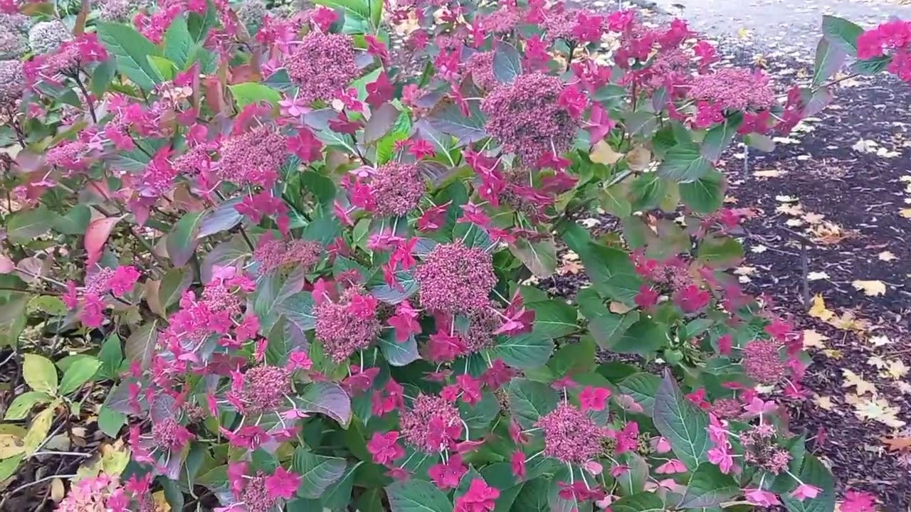 A walk in the Wrocław Botanic garden Autumn 2025/Spacer w ogrodzie botanicznym Wrocław jesień 2025