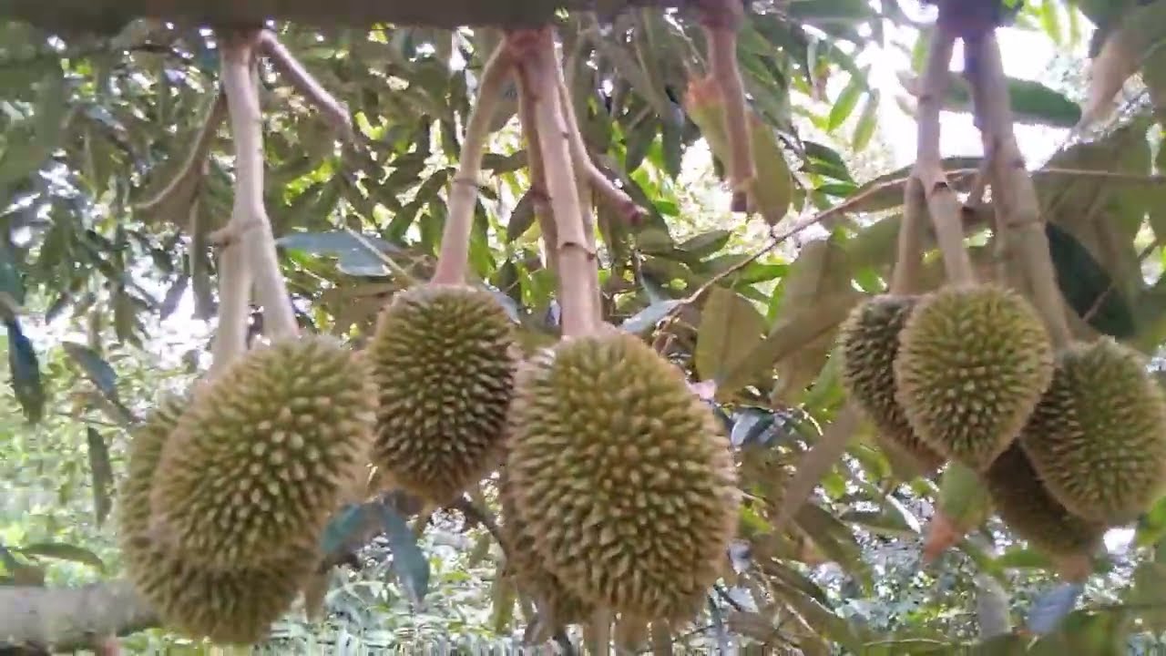 Xịt xanh gai lớn trái,nay trái cũng được, nè các bạn!