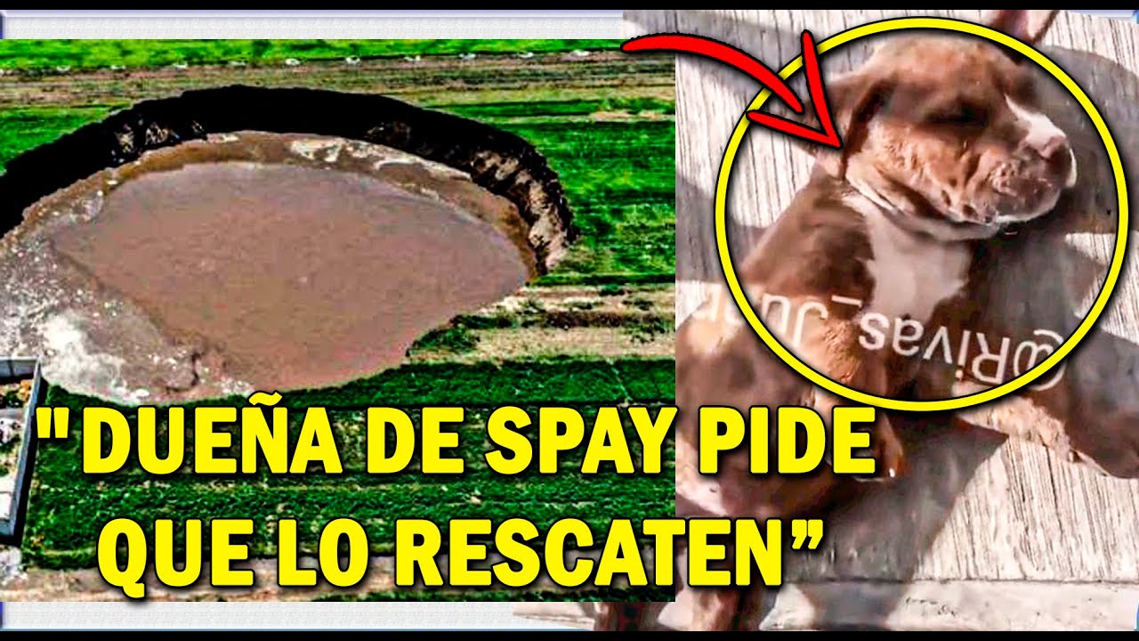 perros caen a socav&oacute;n [siguen VIVOS]