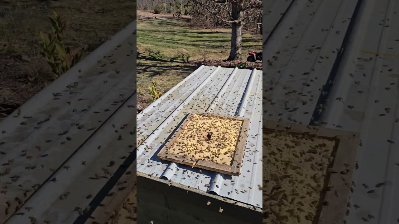 Pollen substitute on Feb. 2nd. Sunny 55&deg;F