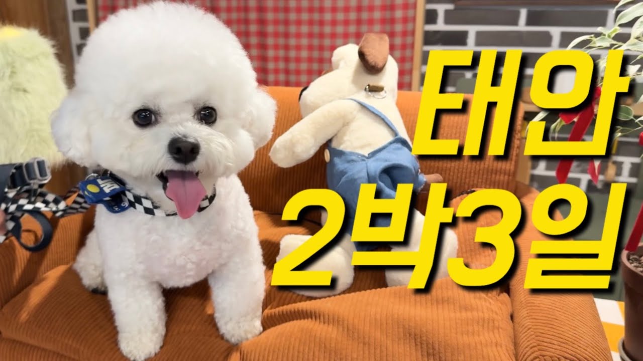 어서와 강아지랑 태안은 처음이지? 아니 두 번짼데😊태안 반려견 동반 2박3일 여행 코스