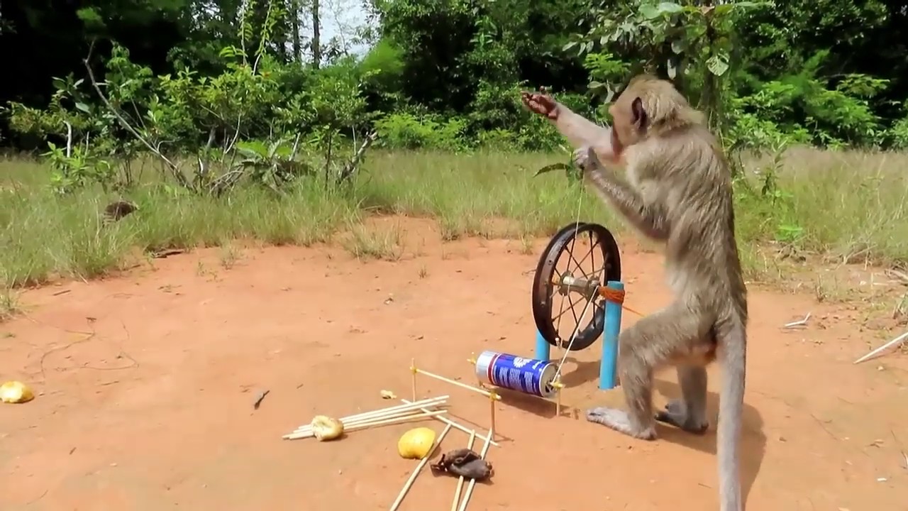 Best Monkey Trap Technology - How to Make Monkey Trap from Old Bike Wheel - Cambodia 2020