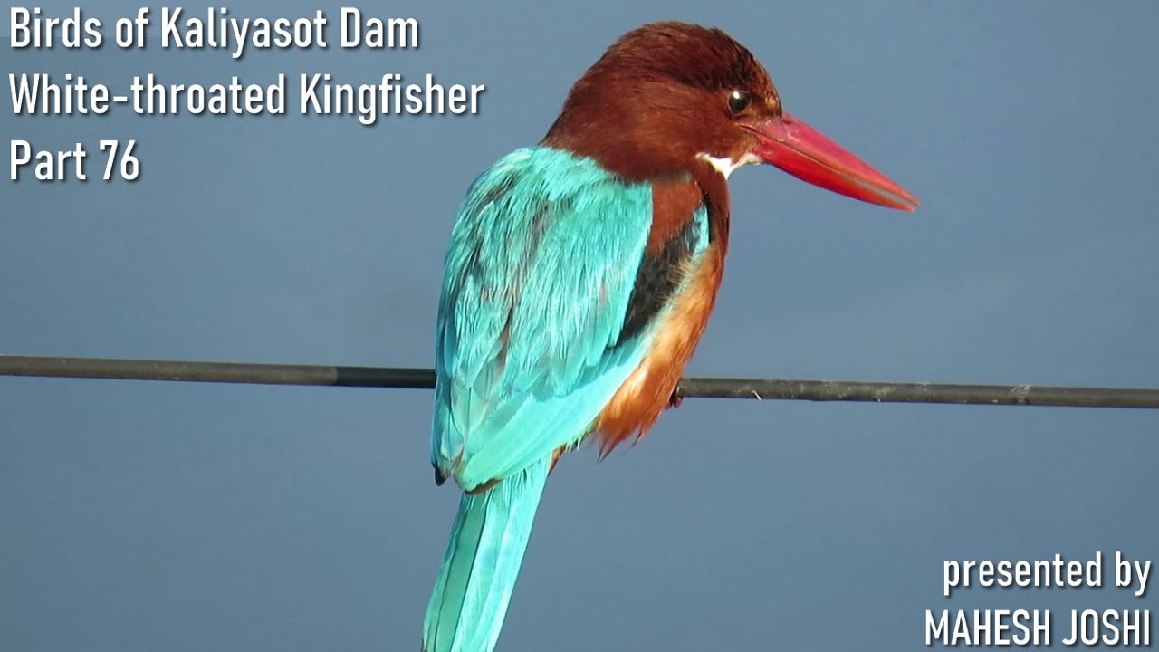 Birds of Kaliyasot Dam (White throated Kingfisher) - Part 76