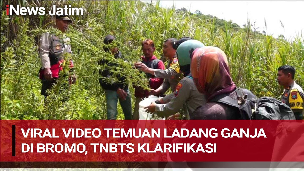 VIRAL VIDEO TEMUAN LADANG GANJA DI BROMO, TNBTS KLARIFIKASI