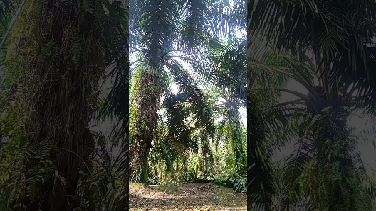 Di vidio hari ini kita panen pohon 15