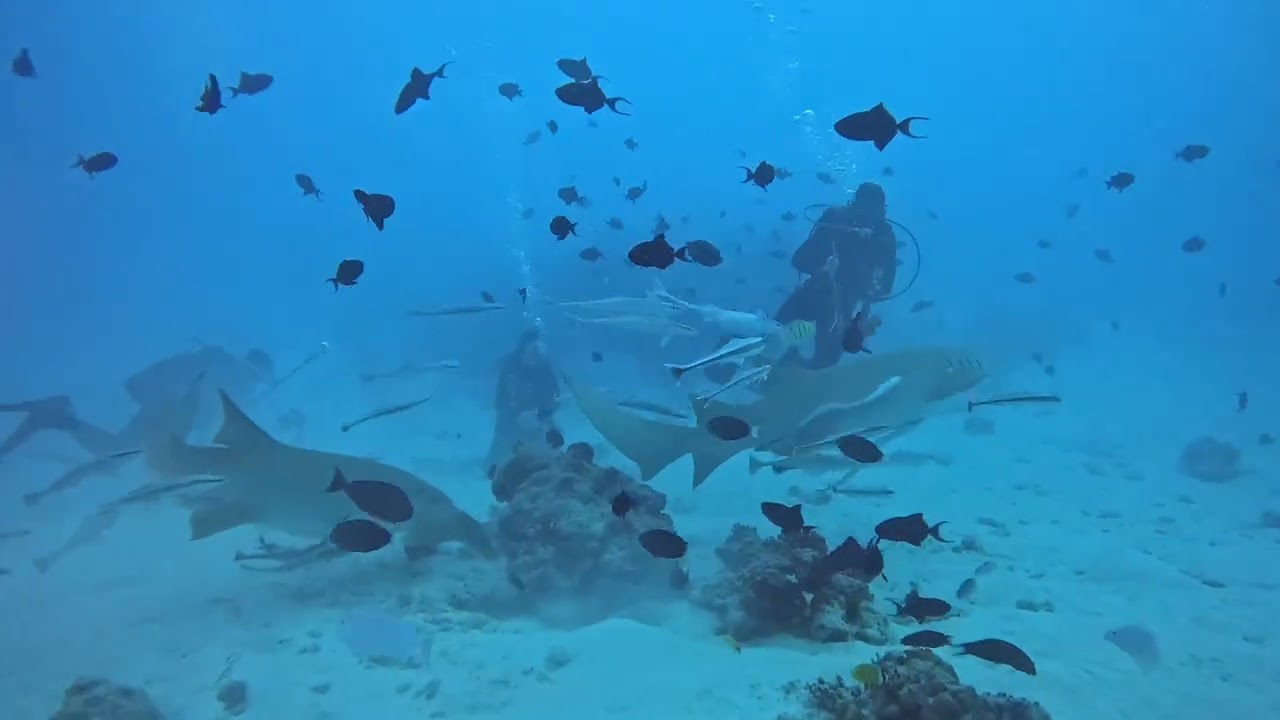 Maldives diving 2025