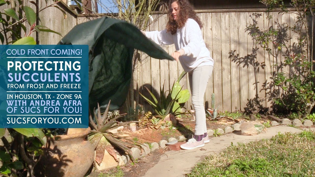 Winter protection for your outdoor succulents