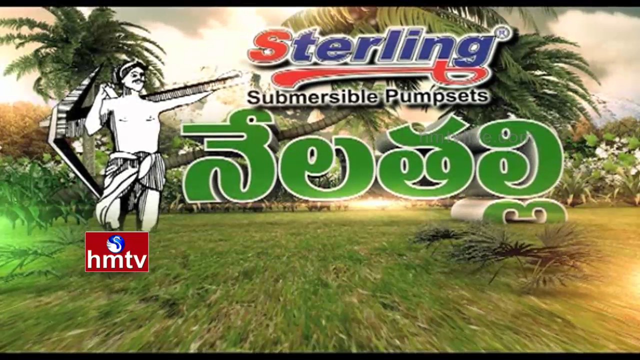 Success Story Of Guntur Chilli Farming- IPM Technology | Nela Talli |  HMTV