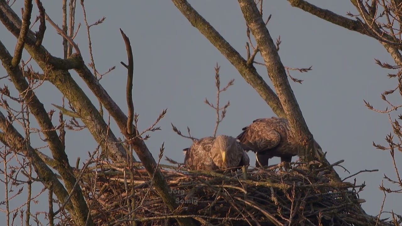 Seeadler NRW - Ende Januar - Horstarbeiten