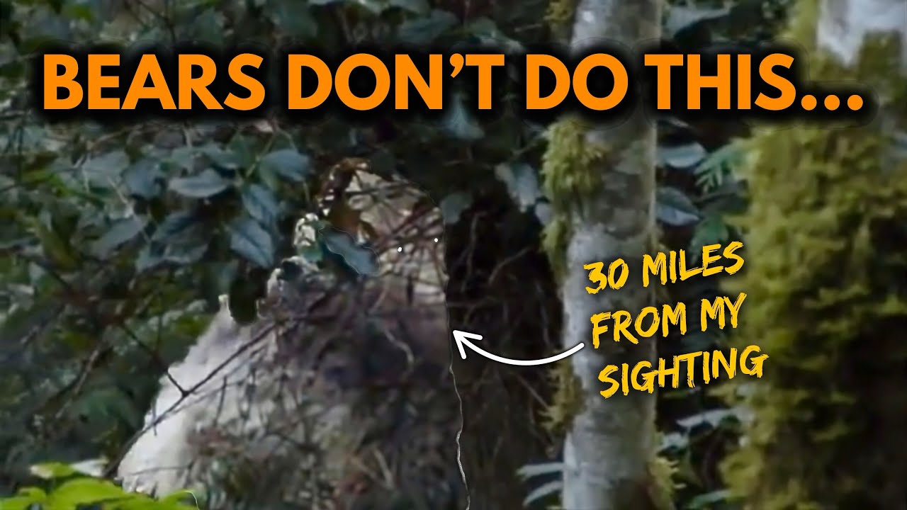 Huge Gray Bigfoot Filmed By Hiking Couple (Not a Bear)