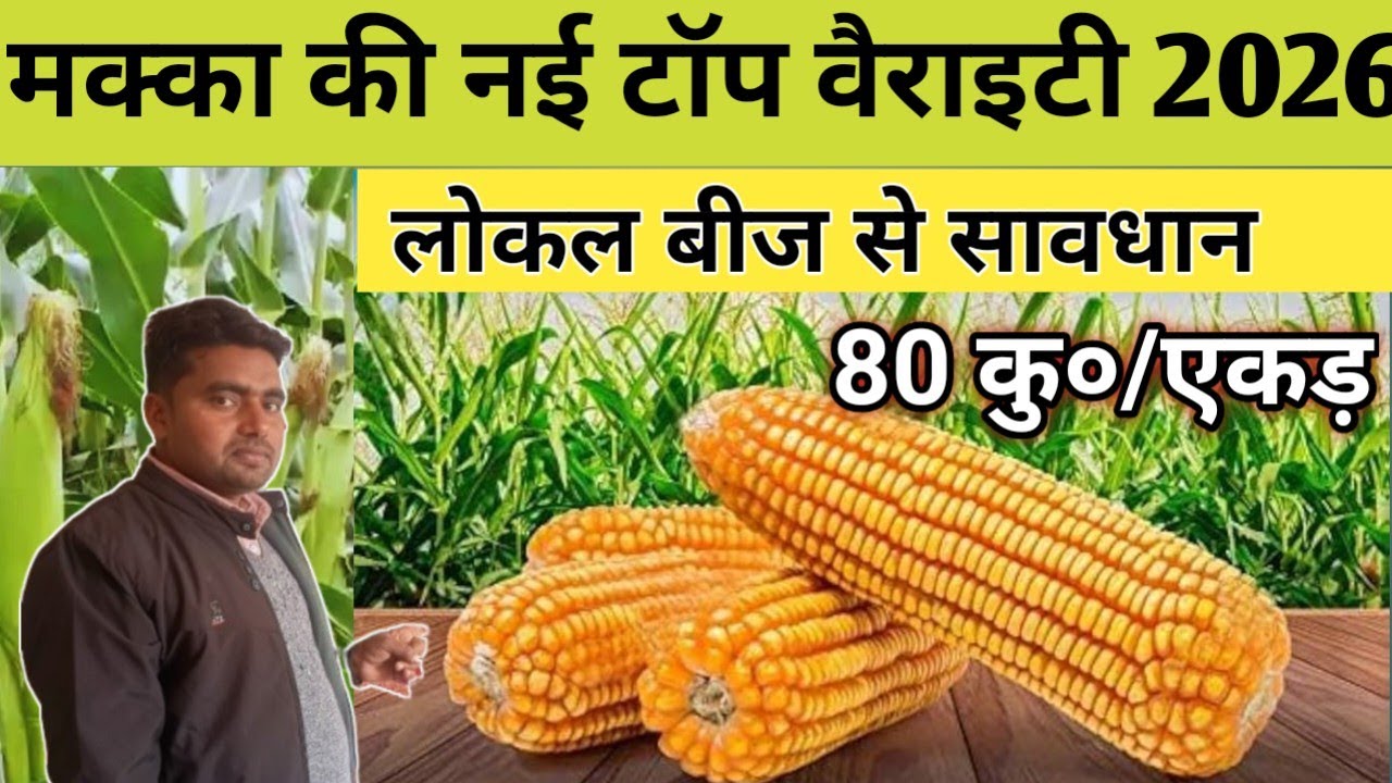 मक्का की ये 2 वैरायटी देंगी सबसे ज्यादा पैदावार|9248 makka 2026
