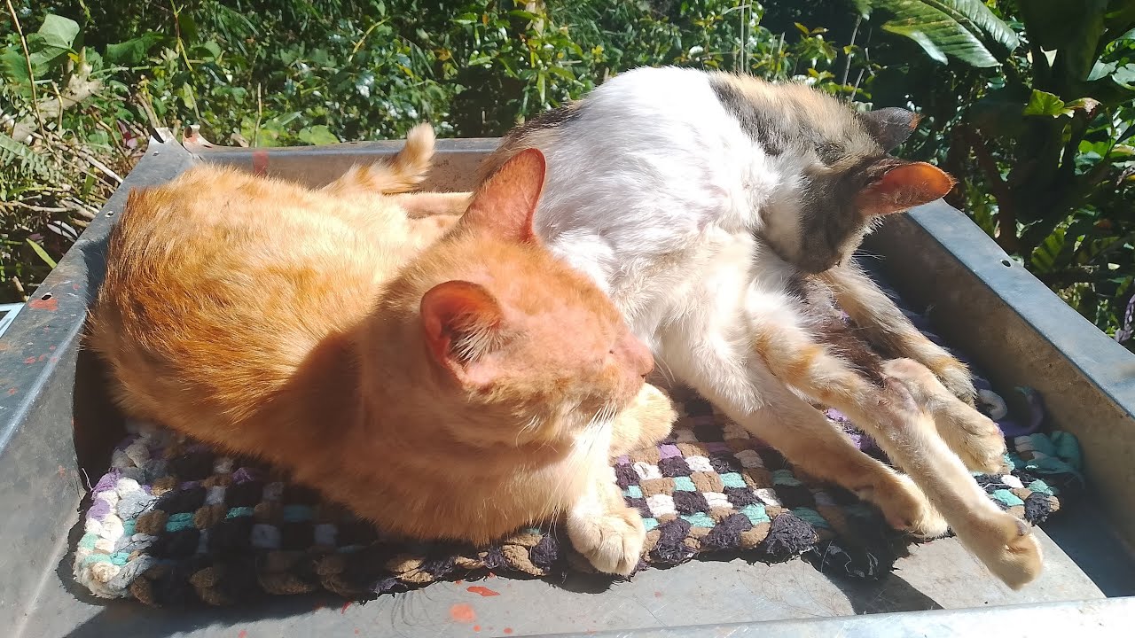 Friday meow day. #petlover