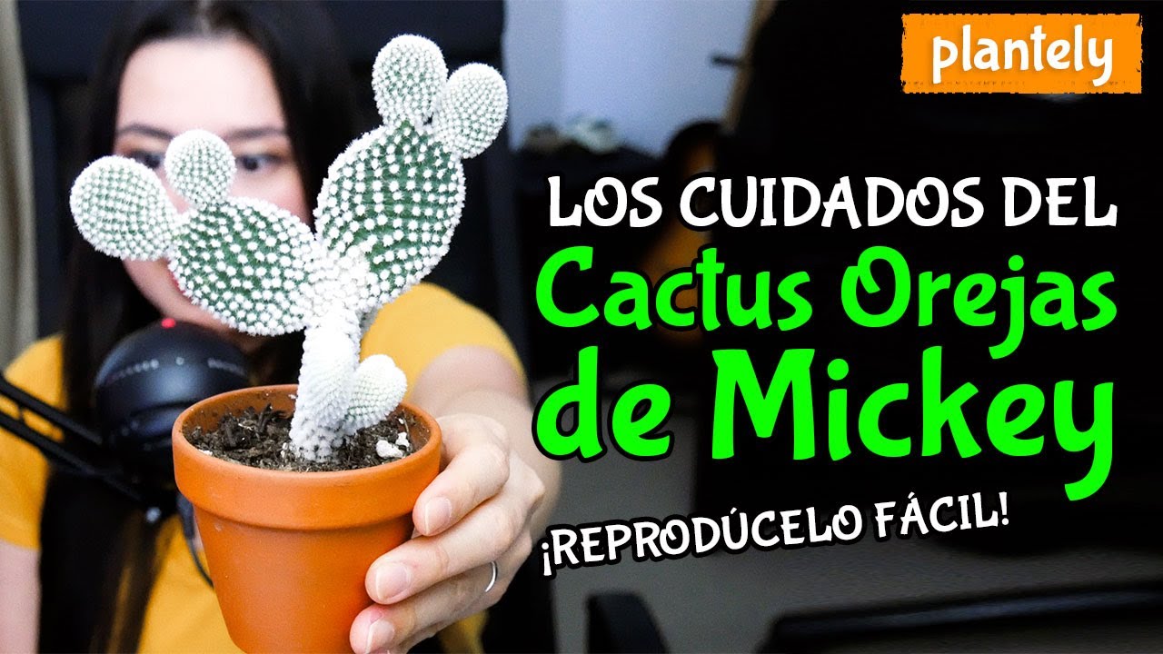 Cactus Opuntia, Orejas de Conejo, Orejas de Mickey, Alás de Angel, Cuidados y Propagación | Plantely