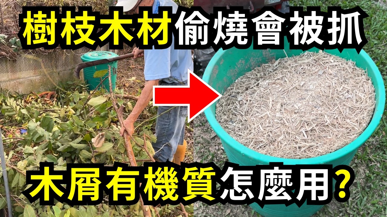 樹枝廢木料不能偷燒怎麼辦?用碎木機做成木屑，再用腐熟木屑有機質種木瓜，土壤保肥更健康| 阿星種植