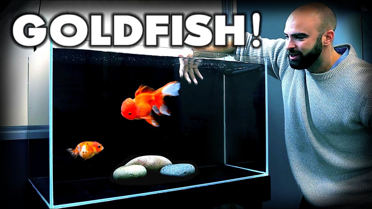 MAKING a *FANCY* GOLDFISH AQUARIUM! Ranchu & Oranda | MD Fish Tanks