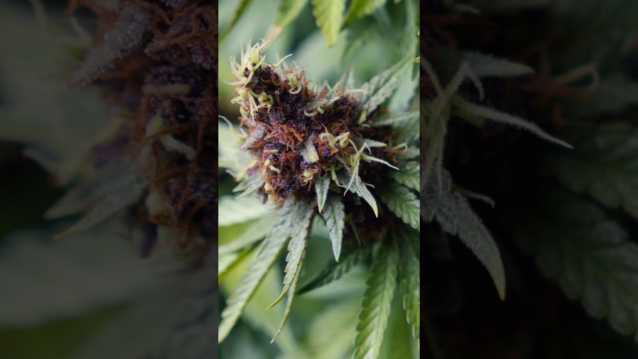 PURPLE PUNCH REVIEW Seed to Harvest | Genetics by Seedstockers #shorts