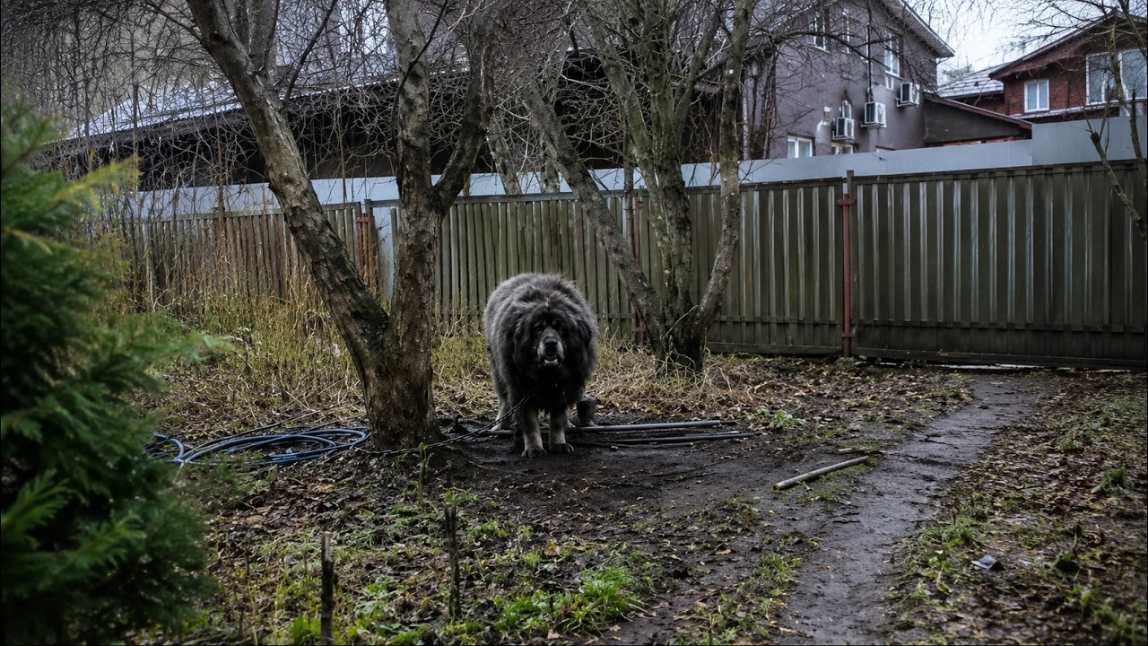 His Owner Died&hellip; This Heartbroken Mastiff Waited Alone Until Love Found Him Again ❤️