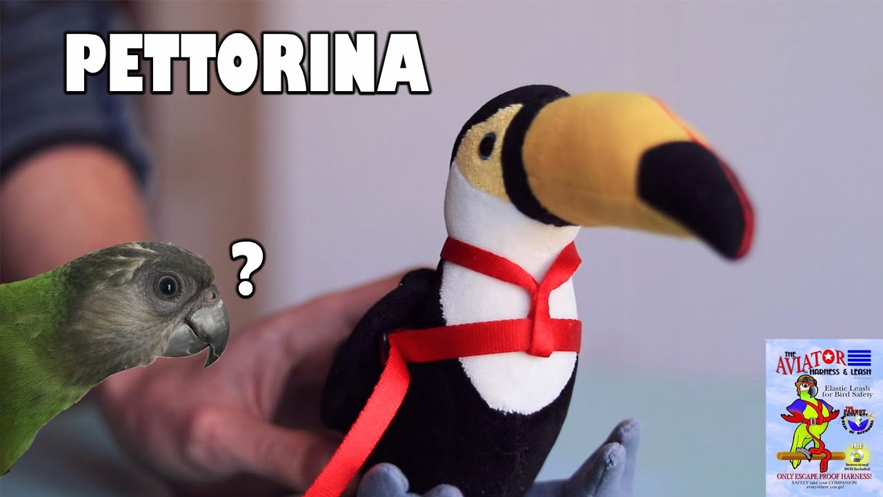 COME METTERE la PETTORINA al PAPPAGALLO, video COMPLETO// Parliamo di Pappagalli
