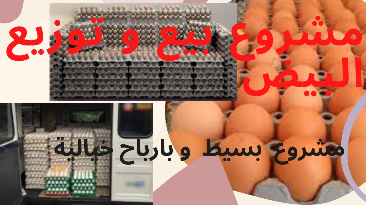 -دراسة جدوى مشروع تجارة البيض-مشروع تسويق وبيع بيض الدجاج- بالتقسيط و بالجملة-Projet rentable