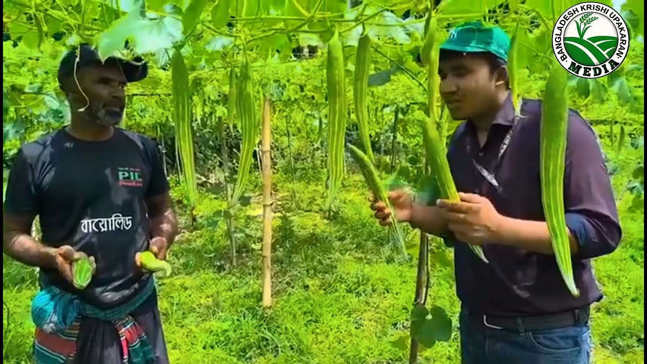 ব্র্যাকের চিচিঙ্গা সেরা ফলন। 