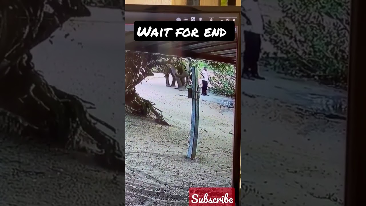 This elephant attack could probably have been avoided | lucky  man | #wildlife #elephant