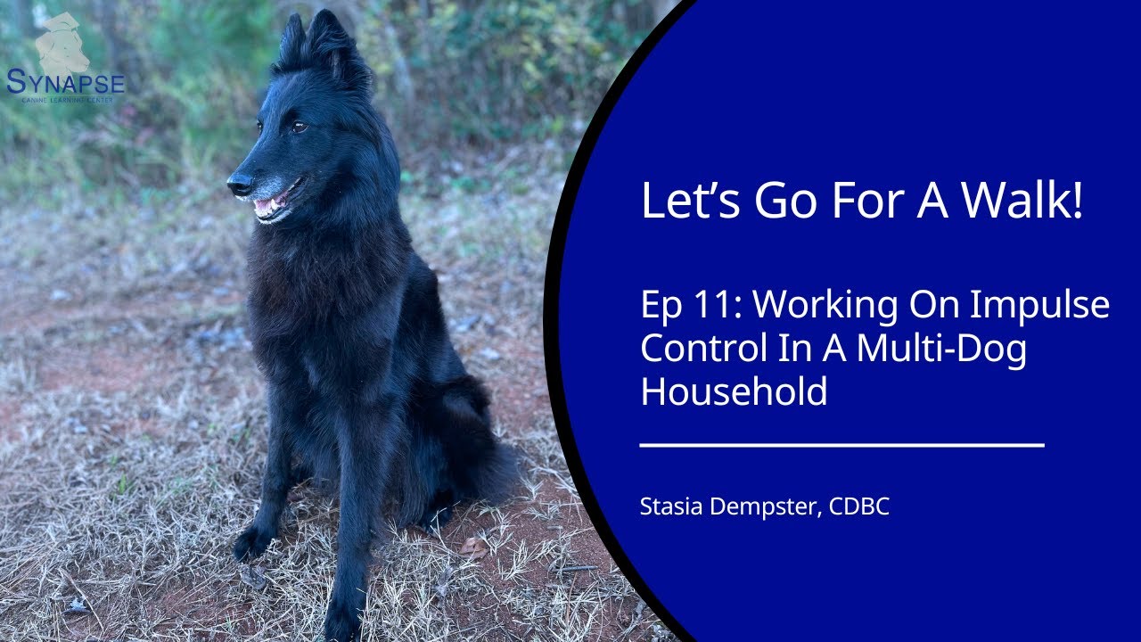 Impulse Control In Multi-Dog Households | Let's Go For A Walk! Ep 11