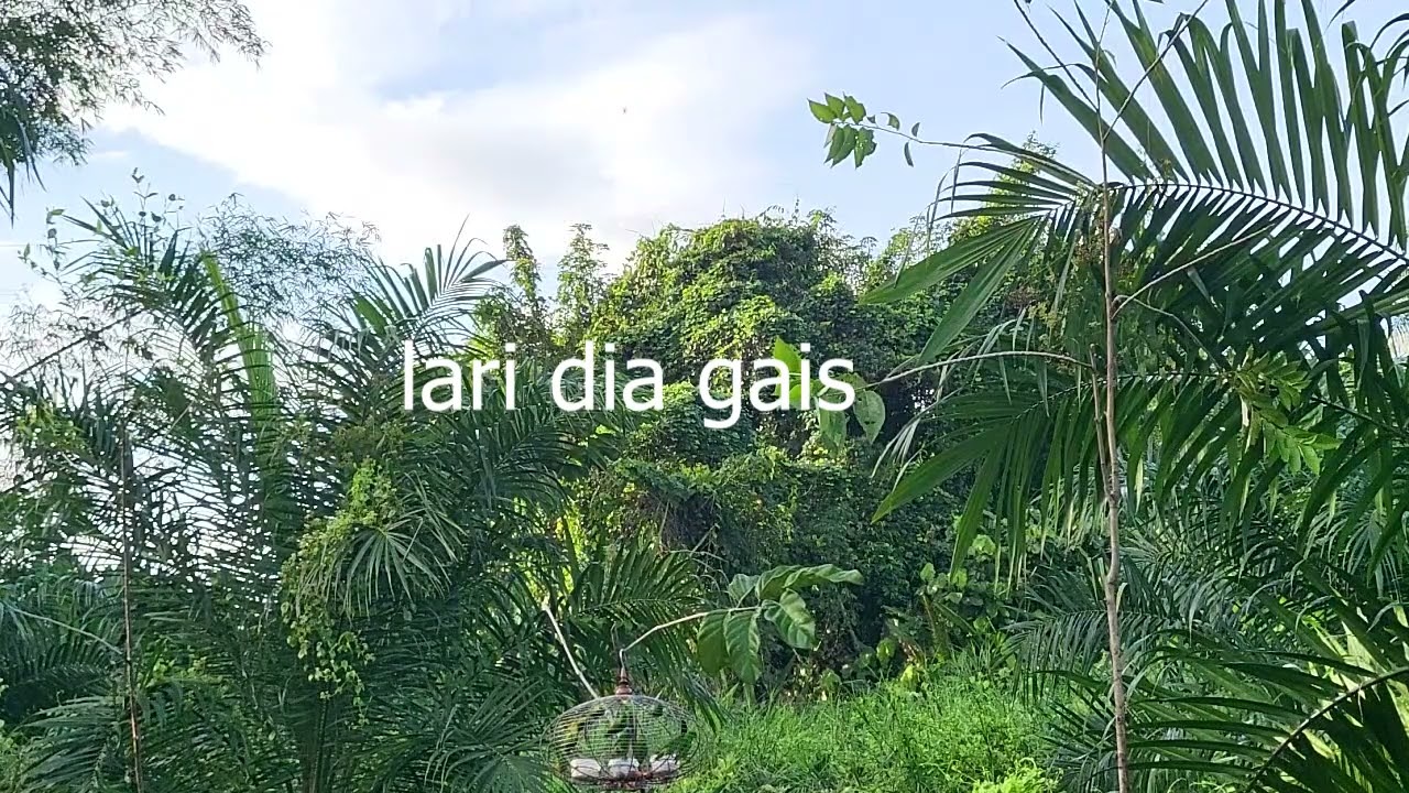 Memikat Serindit Pot 500 Bongawan Dapat 2 point Di Bawa Balik.. 