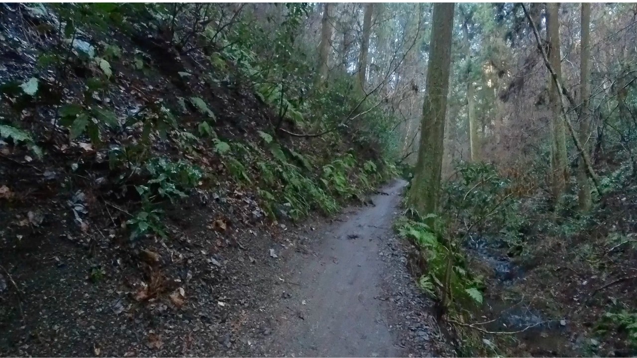 Rainy Morning Walk in Mt. Takao Tokyo | Forest Trail & Stream Sounds｜雨上がりの高尾山6号路を早朝散歩｜森と沢の音