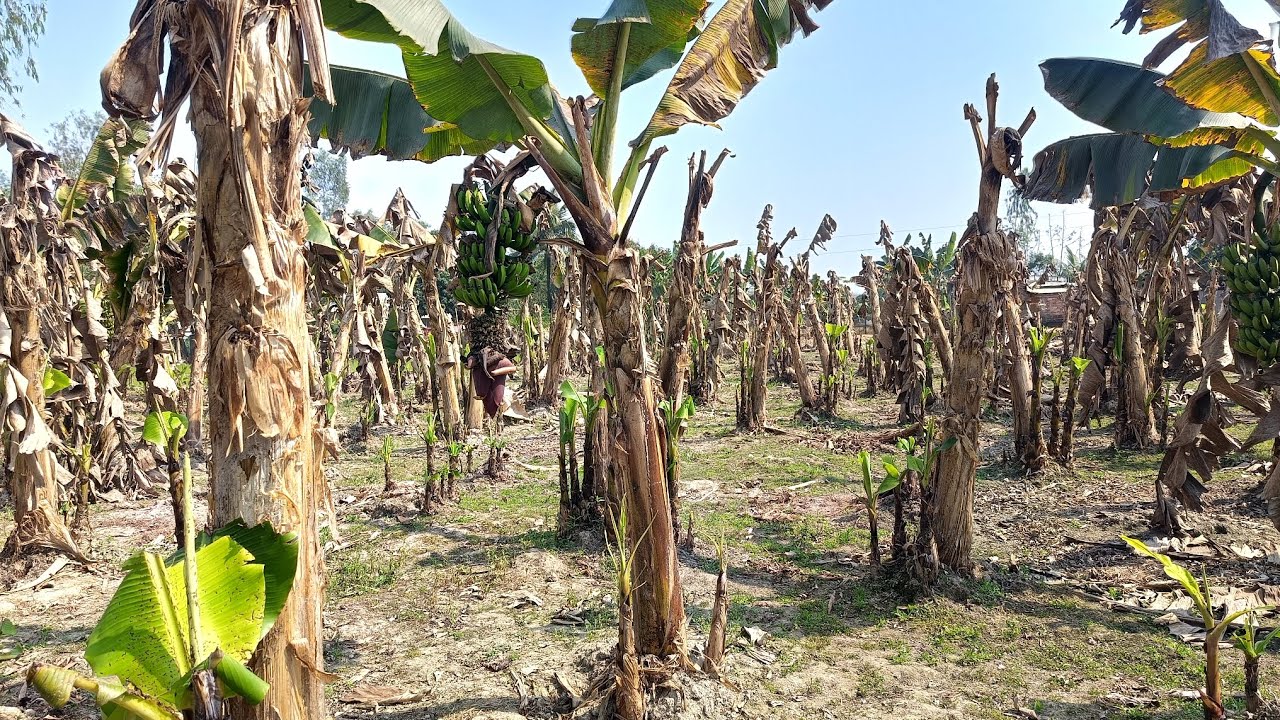 কলা চাষের সর্বশেষ আপডেট,, এই বাগানের শেষ ভিডিও #কলা #কলা_চাষ  #banana #agriculture  