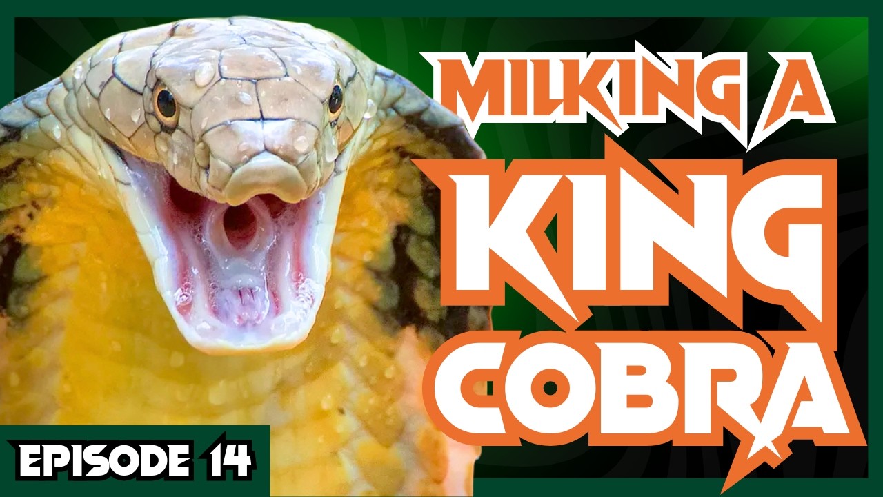 The WORLD'S LONGEST Venomous Snake | Venom Diaries