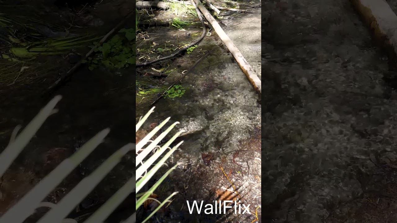 1045   Anza day 3 stream   24fps 10mbps 1080x1920 w