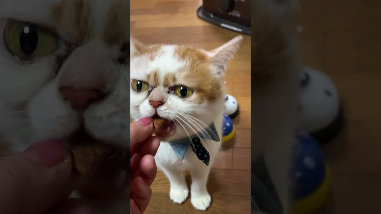 さつき&めい猫々ch がライブ配信中！