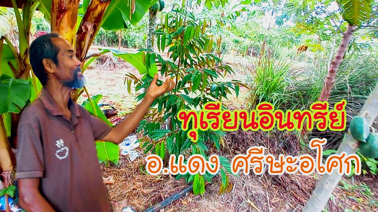 สวนทุเรียนอินทรีย์ โดย อ.บุญรุ้ง สีดำ ณ.ศรีษอโศก จ.ศรีสะเกษ