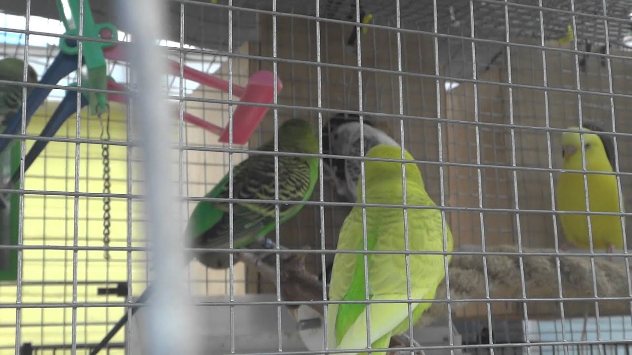 The Dark Side Of Budgie/Parakeet Colony Breeding