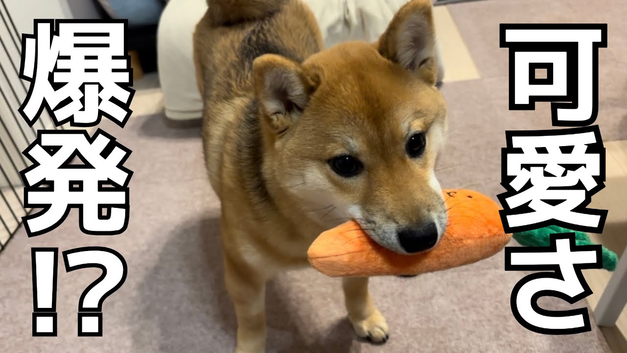 豆柴ひめ　にんじん遊びしたら可愛さが爆発した