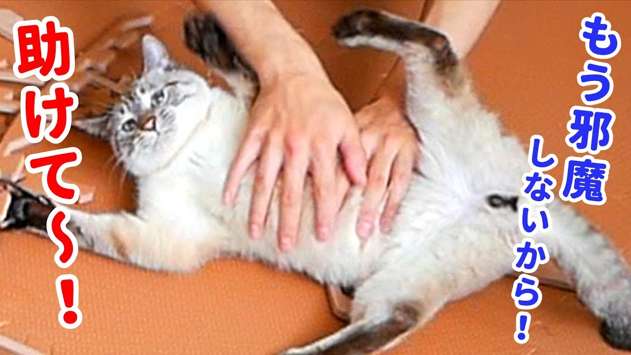 【悲報】飼い主の作業を邪魔する猫がかわいすぎて困っています