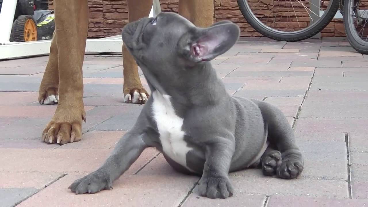 Diamond the blue French Bulldog