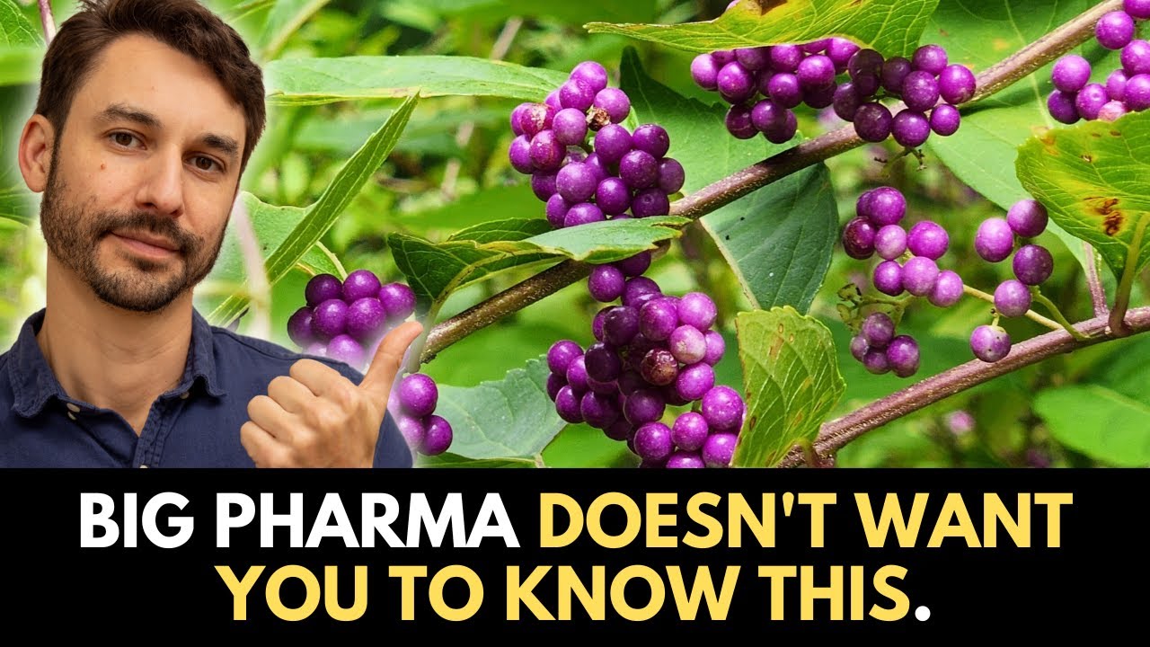 THIS Chinese herb is the #1 BEST for fixing fatty liver naturally