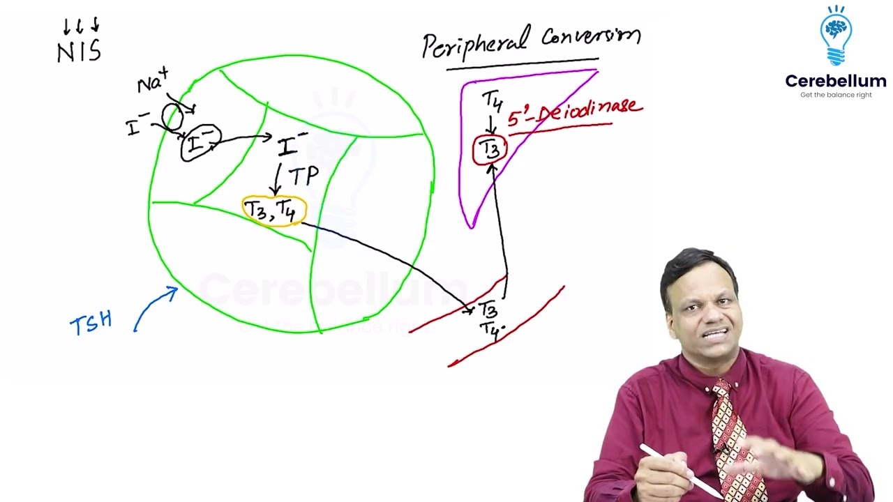 Thyroid hormone grg sir lecture #mbbs #lecture #grg #mbbslectures #aims #college #medicalcollege 