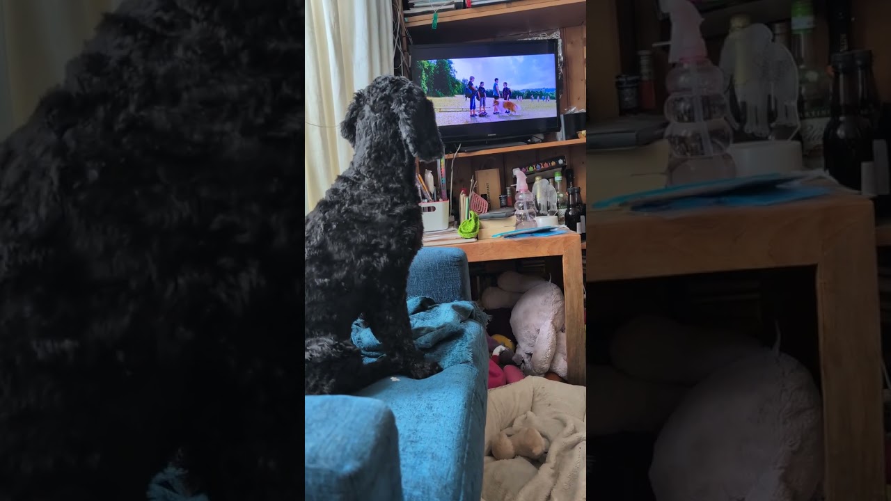 Discovered Bertie 2025.Berties watching his favourite film Lassie Come Home