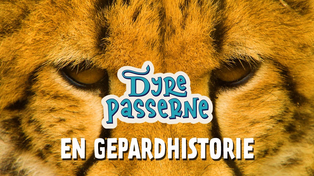 En gepardhistorie - Dyrepasserne S14 E13
