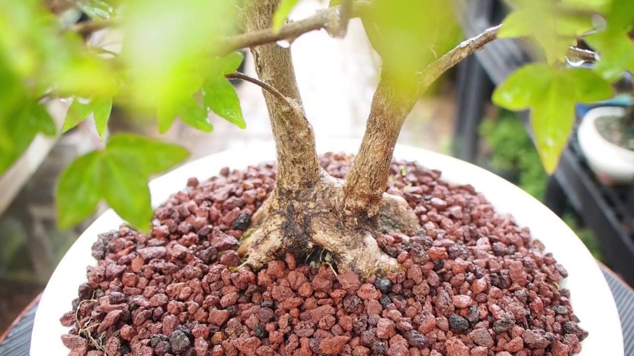 Plant City Bonsai  - Spring 2018 - Part 2