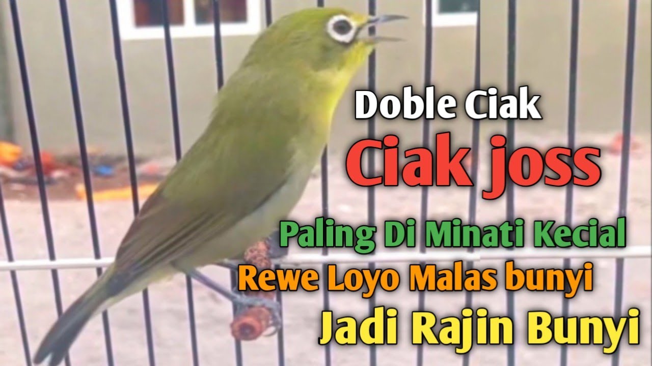 KECIAL KUNING GACOR NGEJOS GESIT Suara Lantang || PANCINGAN KECIAL BIAR CEPAT GACOR DAN RAJIN BUNYI