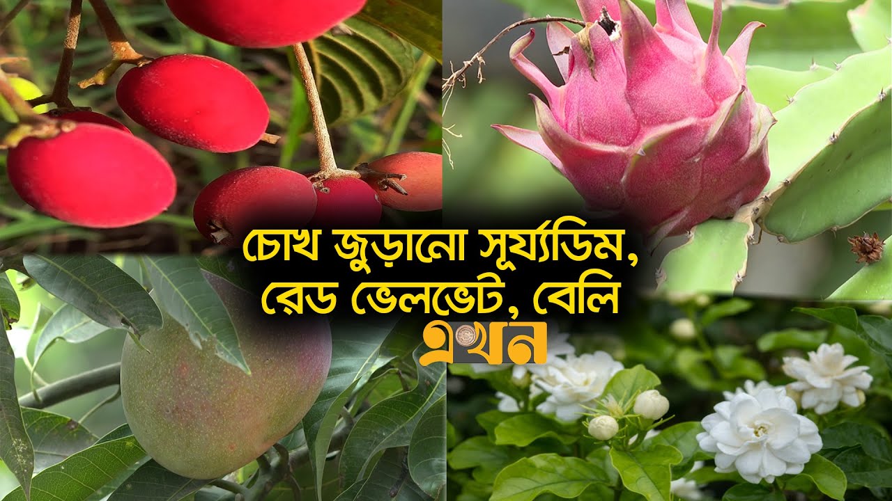 বগুড়া পুলিশ লাইনের ভেতরের অন্যরকম বাগান | Bogura Garden | Documentary | Ekhon TV
